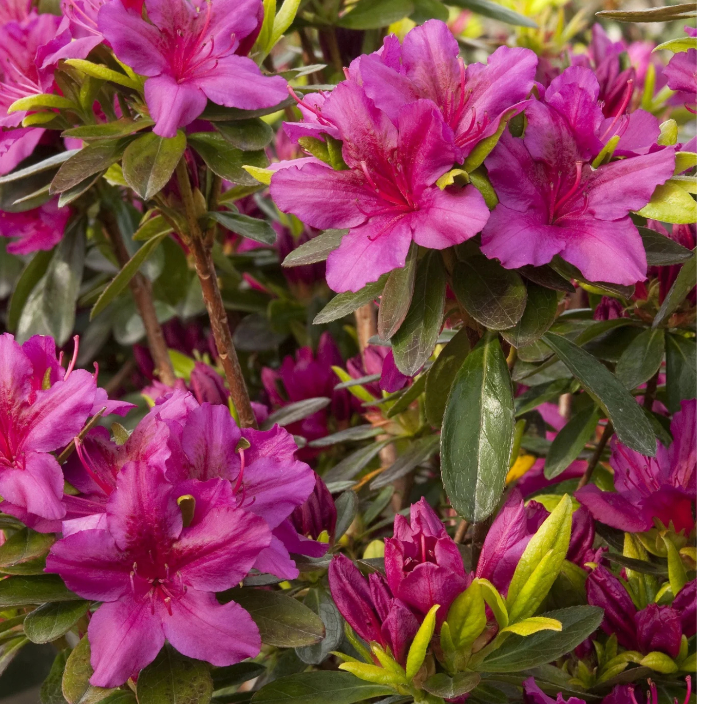 GIRARDS FUCHSIA AZALEA 1gal