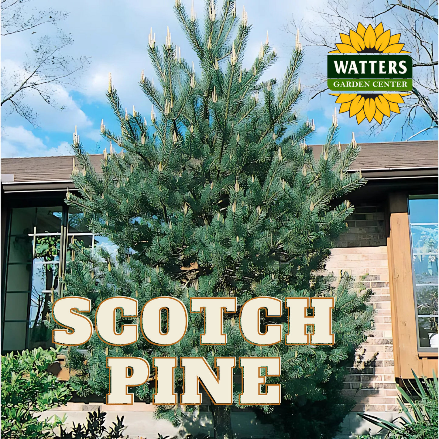 SCOTCH PINE TREE 7gal