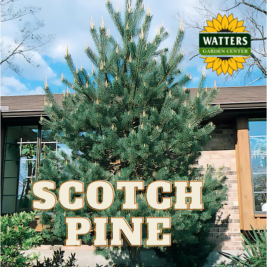 SCOTCH PINE TREE 7gal
