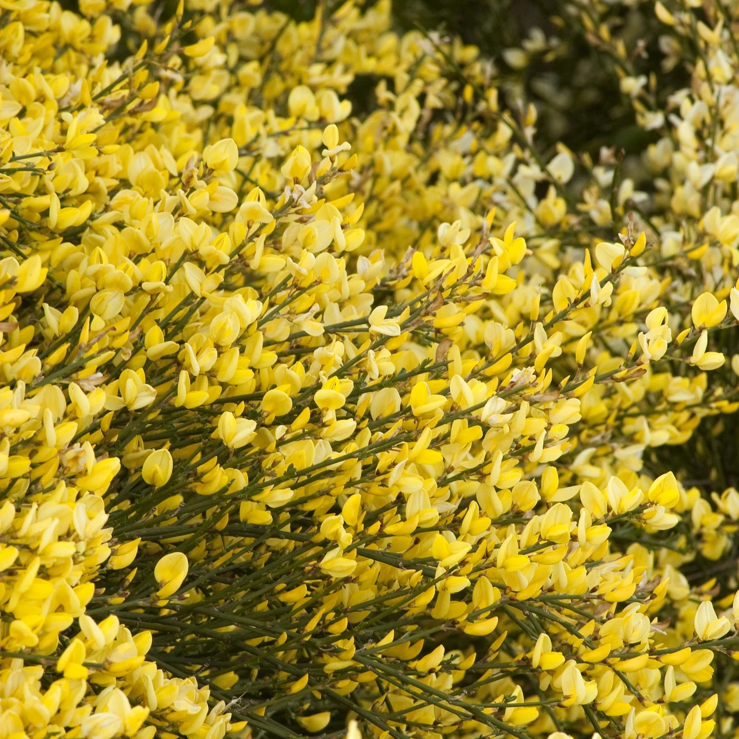 ALLGOLD BROOM 2gal