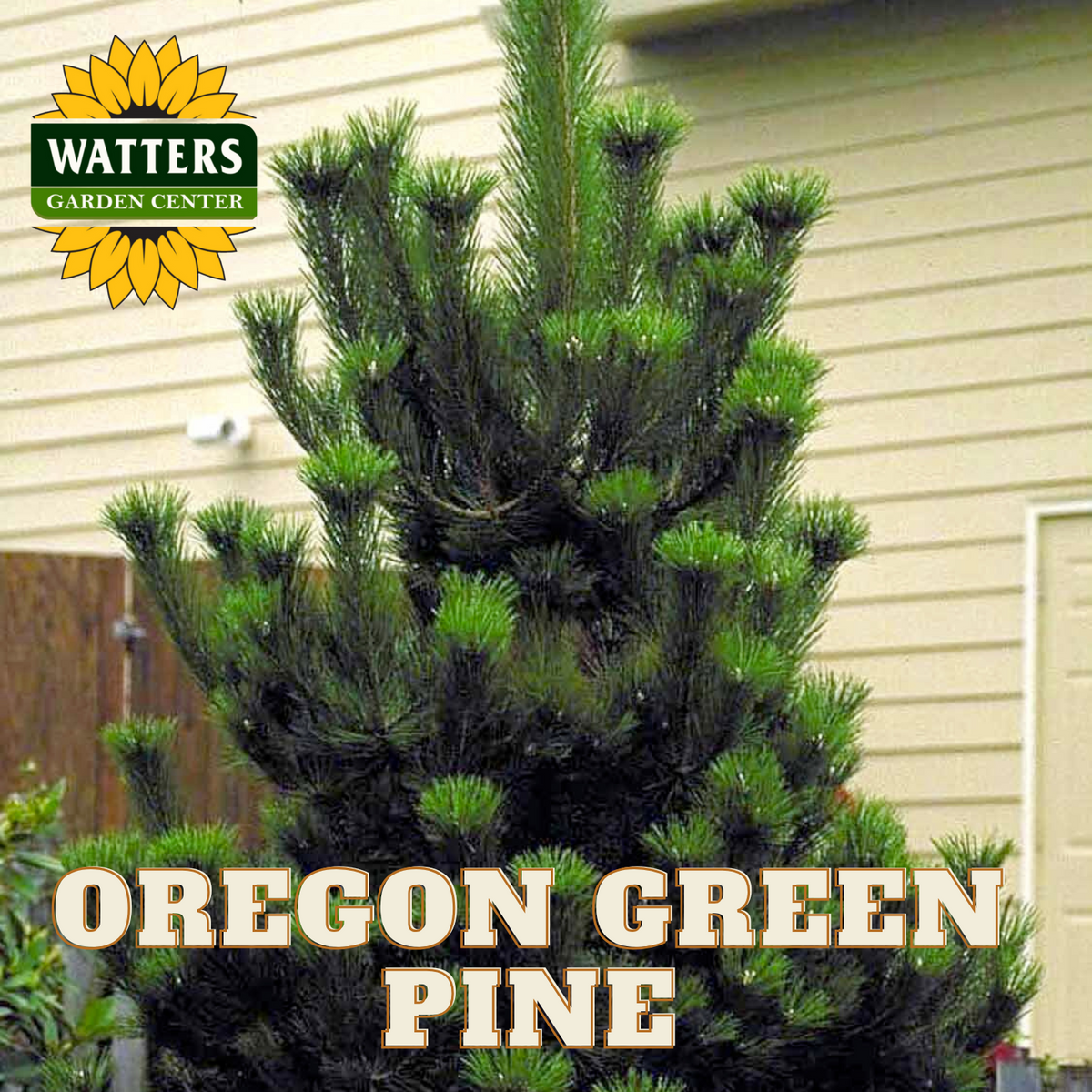 OREGON GREEN PINE TREE 10gal