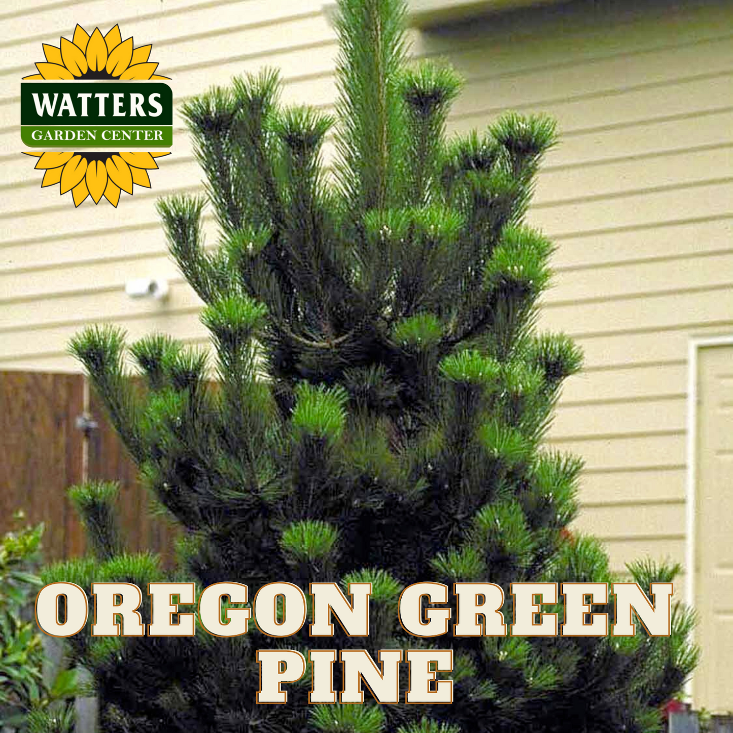 OREGON GREEN PINE TREE 7gal