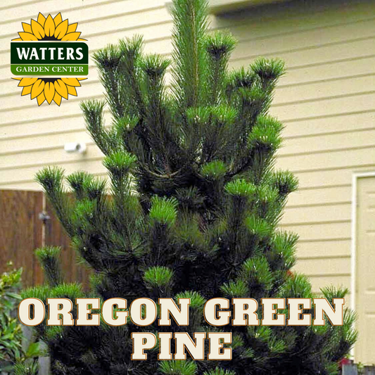 OREGON GREEN PINE TREE 25gal