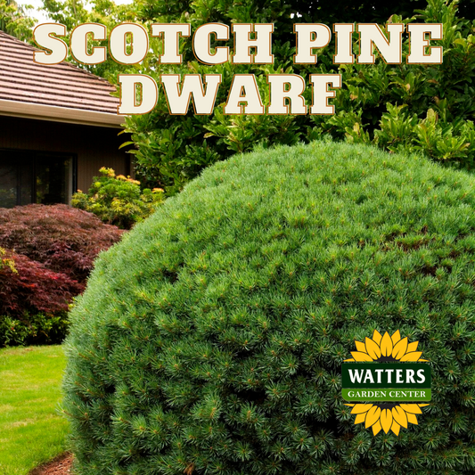 SCOTCH DWARF PINE 5gal