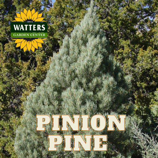SINGLENEEDLE PINYON PINE 10gal