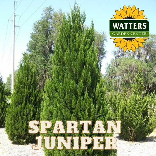 SPARTAN JUNIPER TREE 5gal