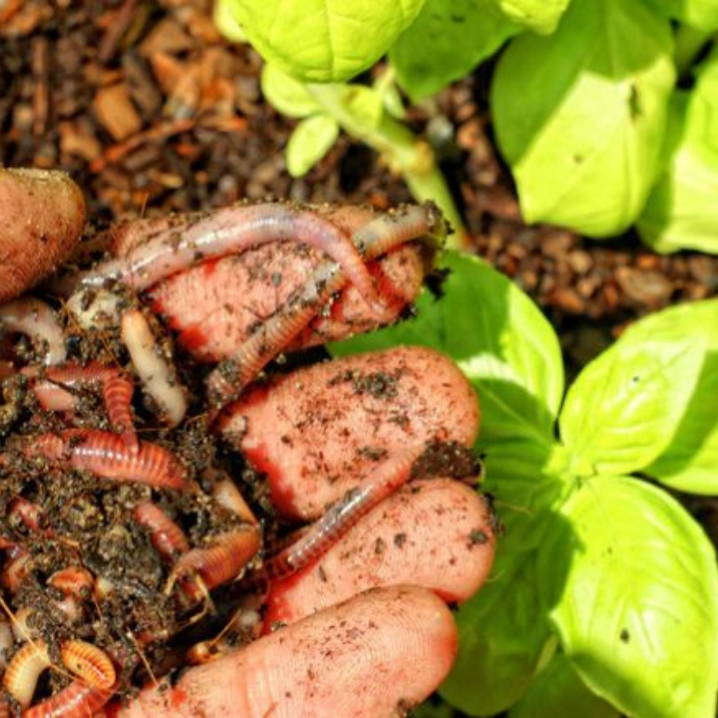 EARTHWORMS