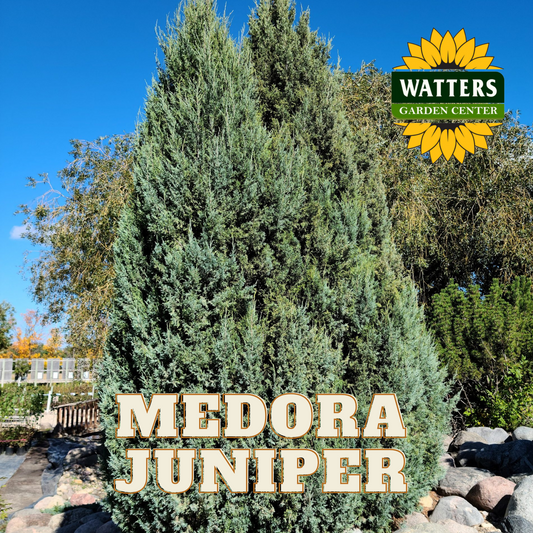 MEDORA JUNIPER TREE 10gal