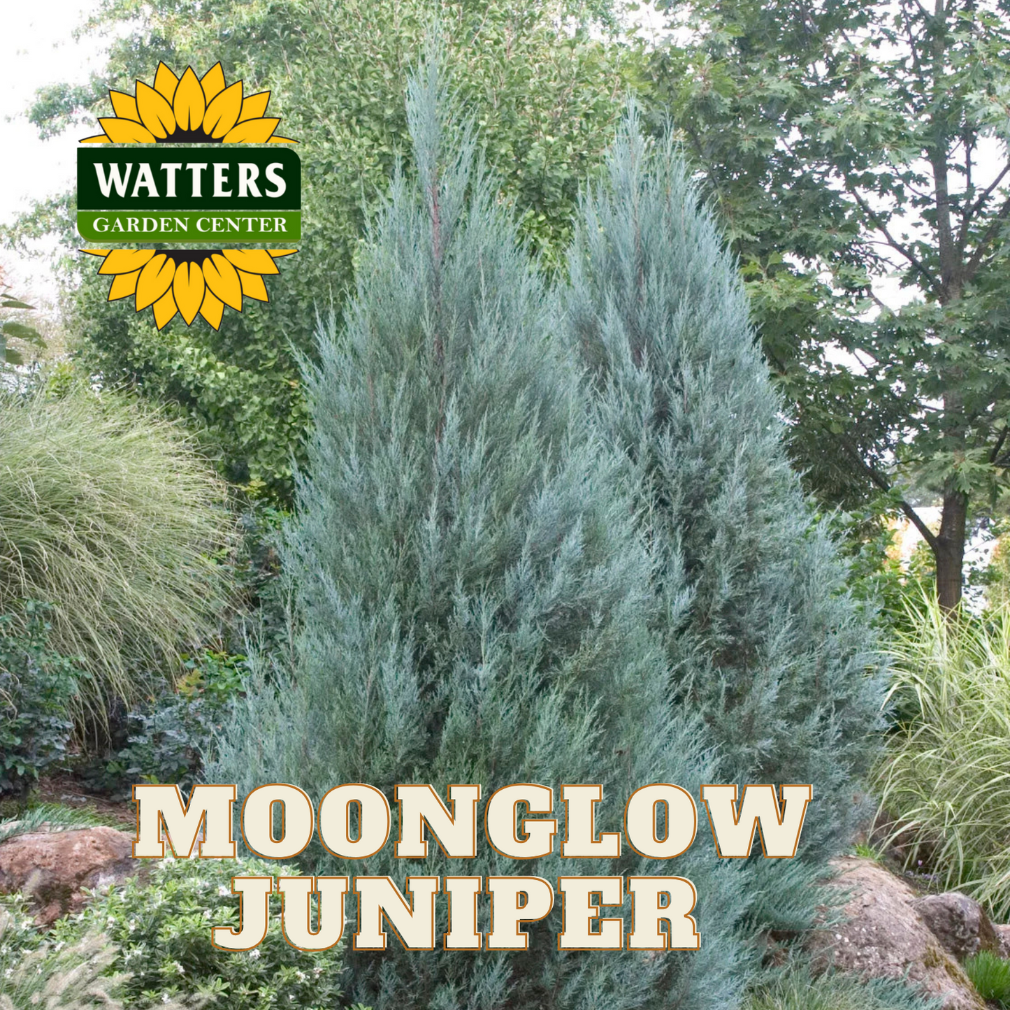 MOONGLOW JUNIPER TREE 6gal
