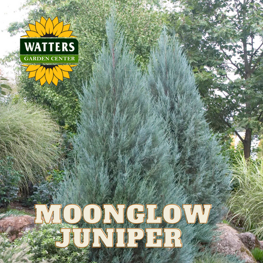 MOONGLOW JUNIPER TREE 5-6ft