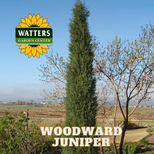 WOODWARD JUNIPER TREE 5gal