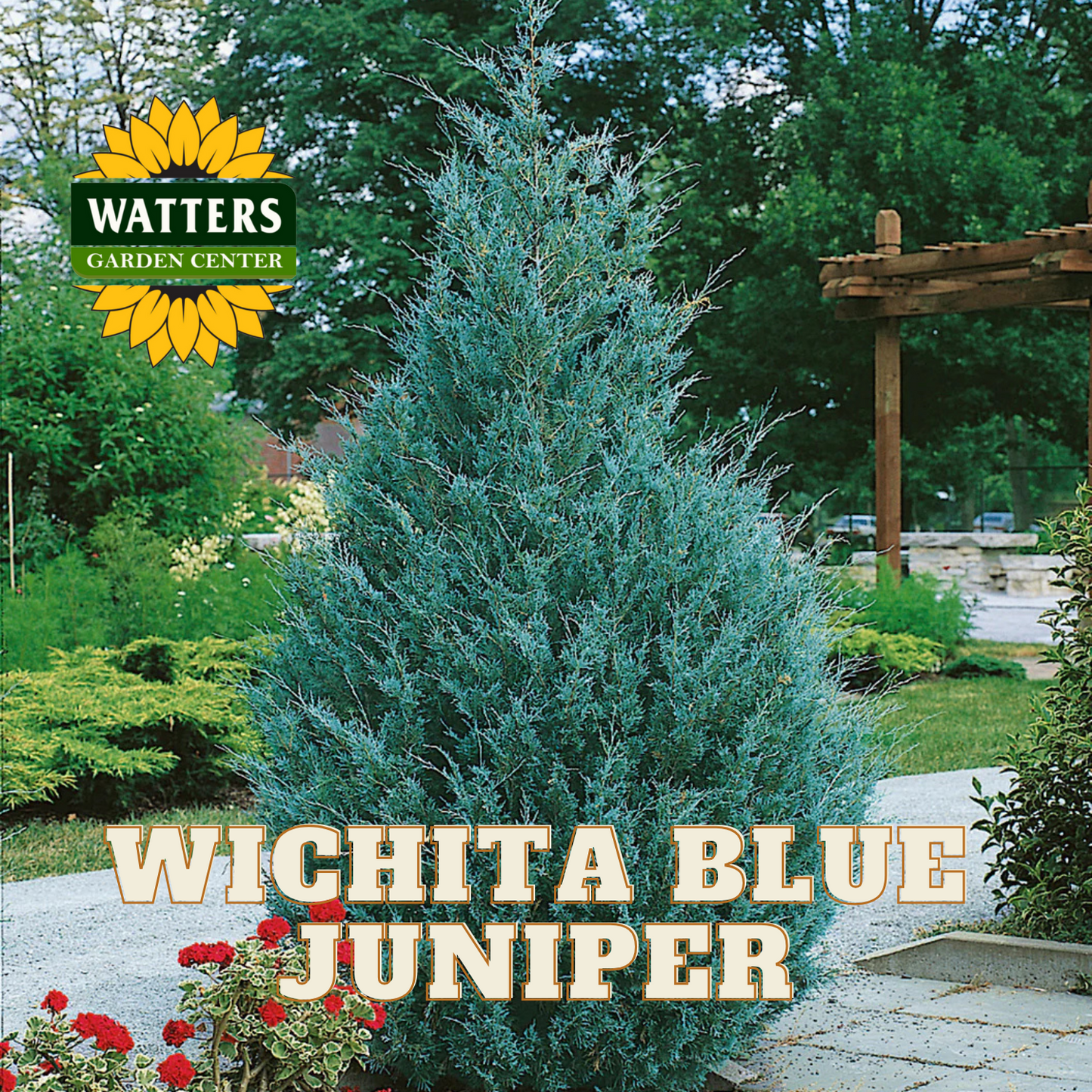 A Wichita Blue Juniper tree in full maturity, displaying its silvery-blue color, situated in a garden environment with a sign identifying the species at the bottom.