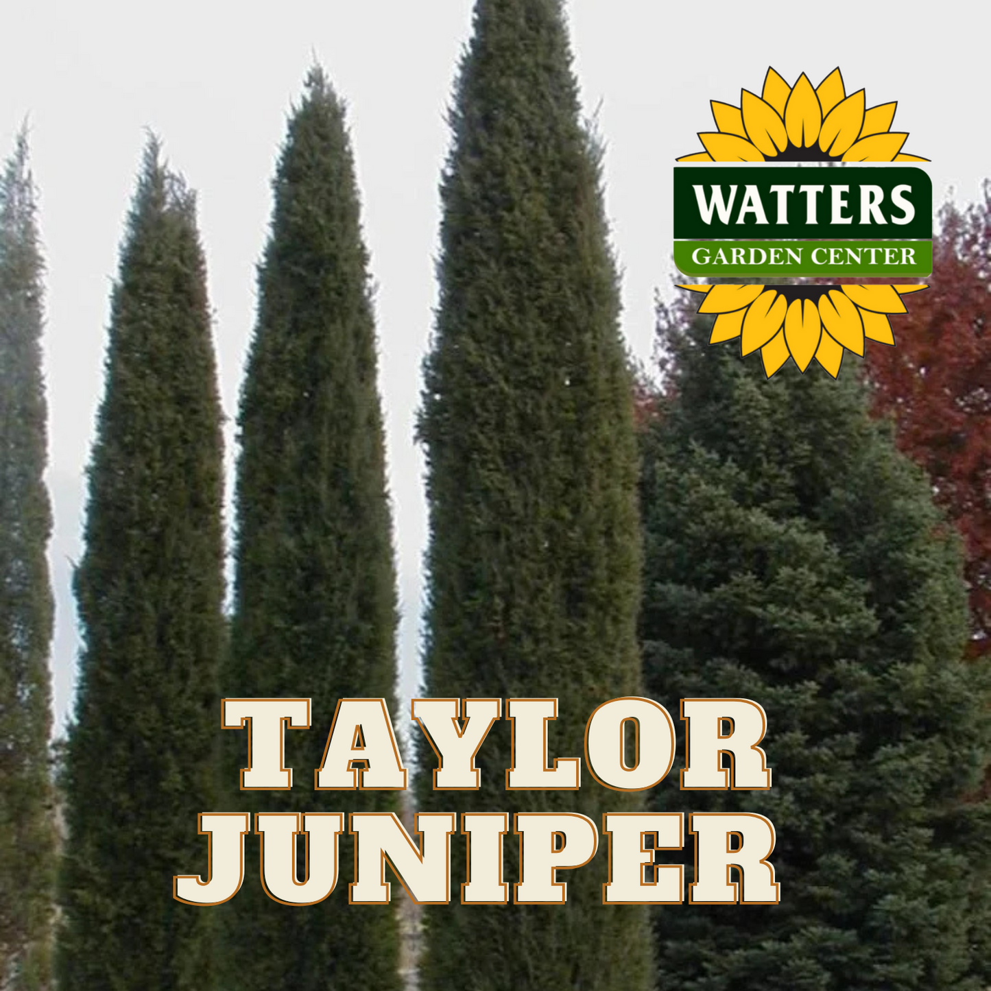 TAYLOR JUNIPER TREE 10gal
