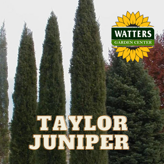 TAYLOR JUNIPER TREE 10gal