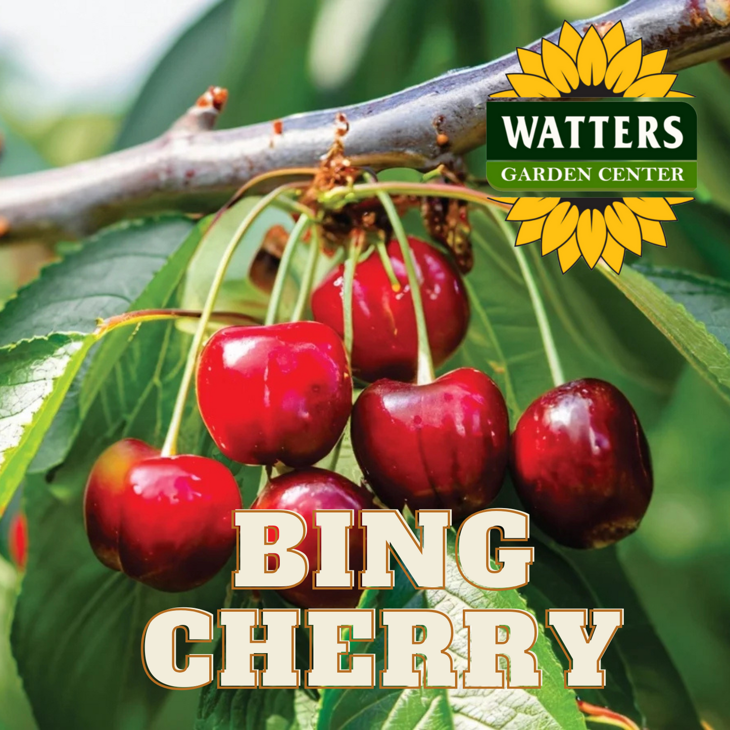 BING CHERRY TREE 7gal