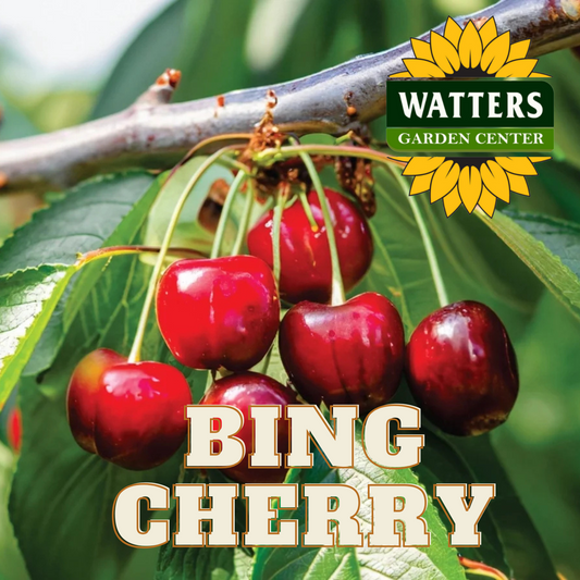 BING CHERRY TREE 7gal