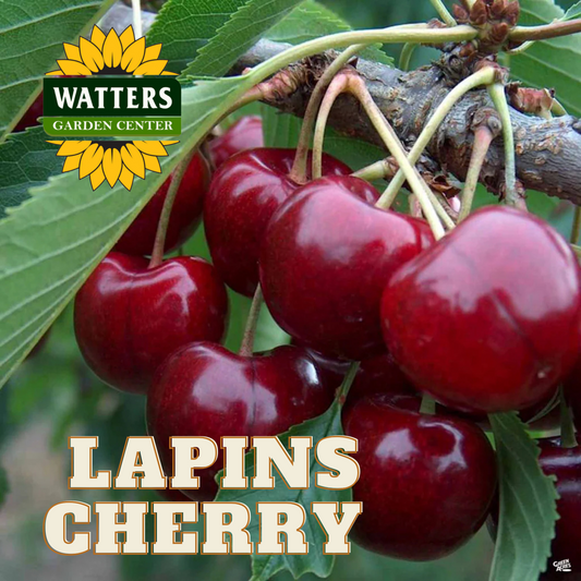 LAPINS CHERRY TREE 5gal