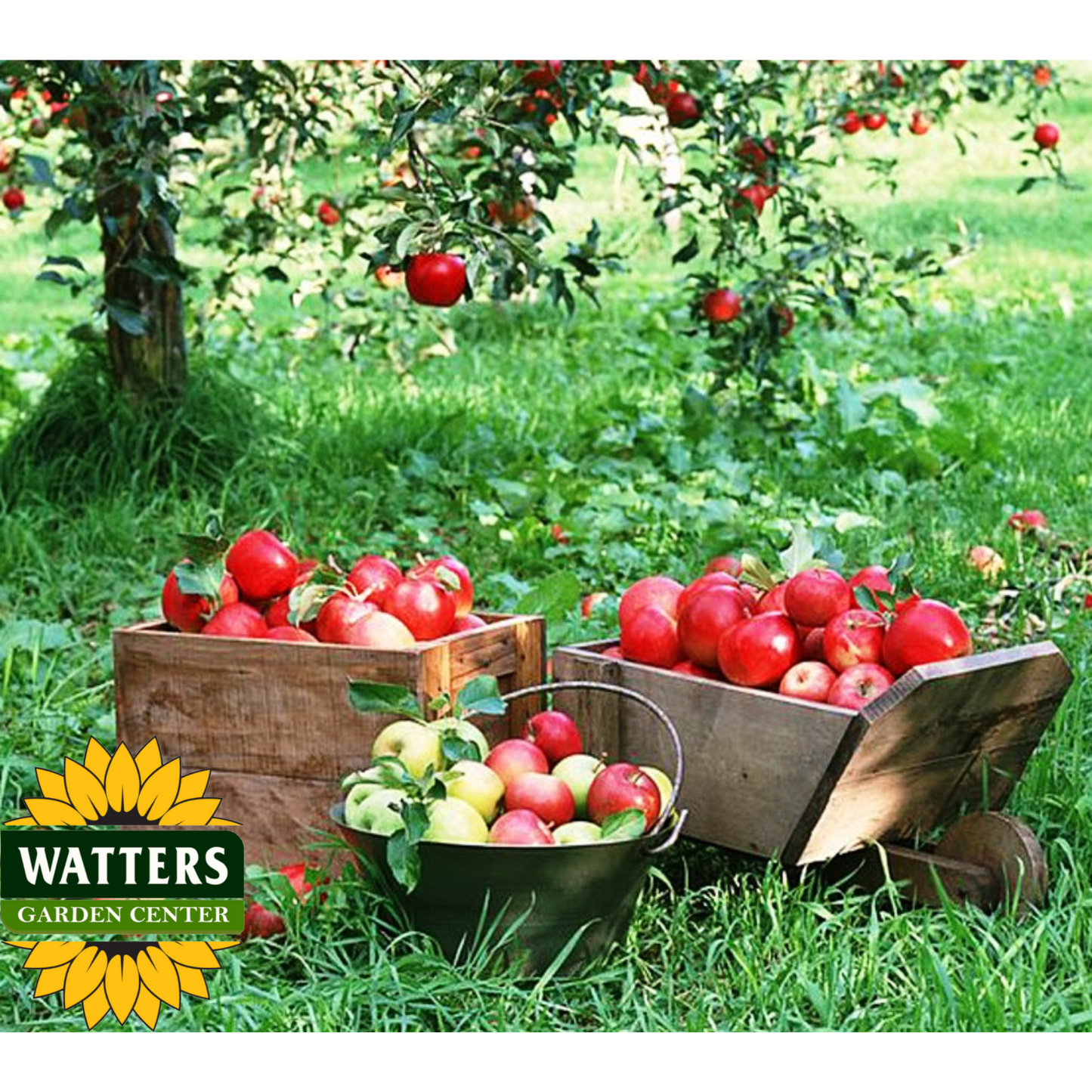 4-IN-1 APPLE COCKTAIL TREE 7gal