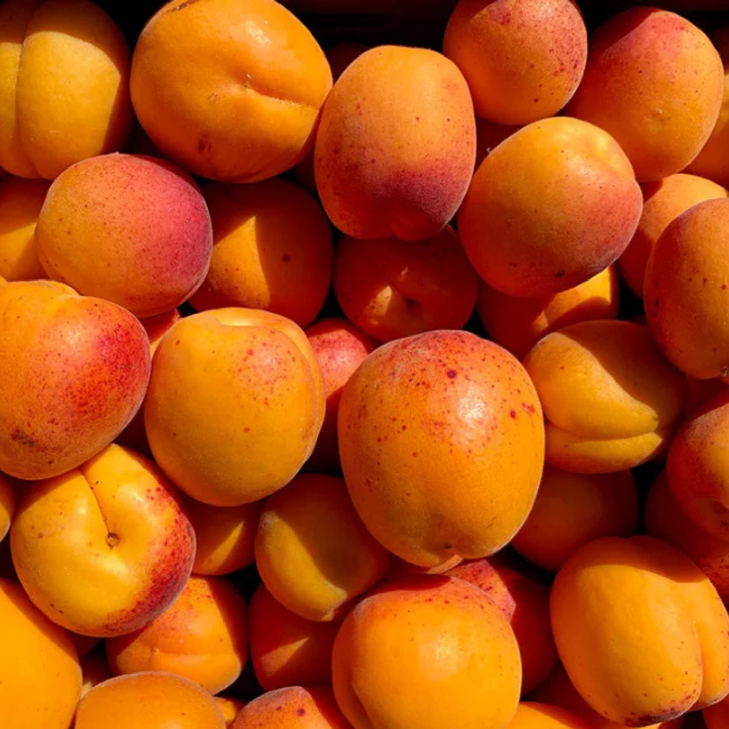 PUGET GOLD APRICOT TREE 7gal