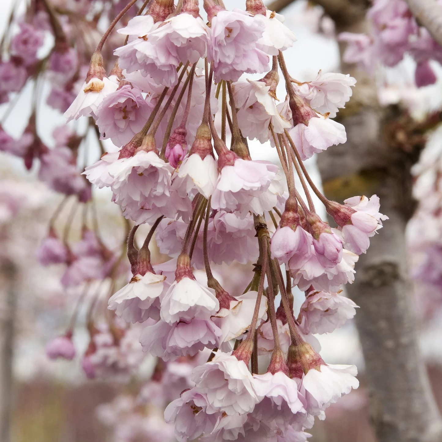 DOUBLE WEEPING ROSEBUD CHERRY TREE 5gal