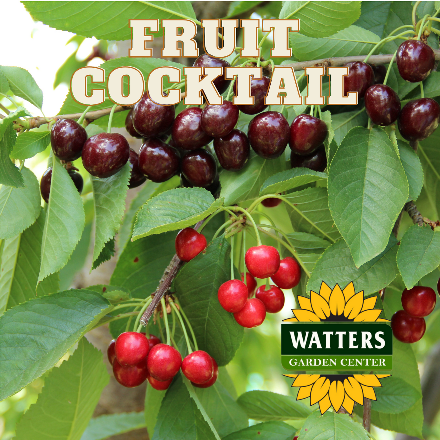 FRUIT COCKTAIL TREE 15gal