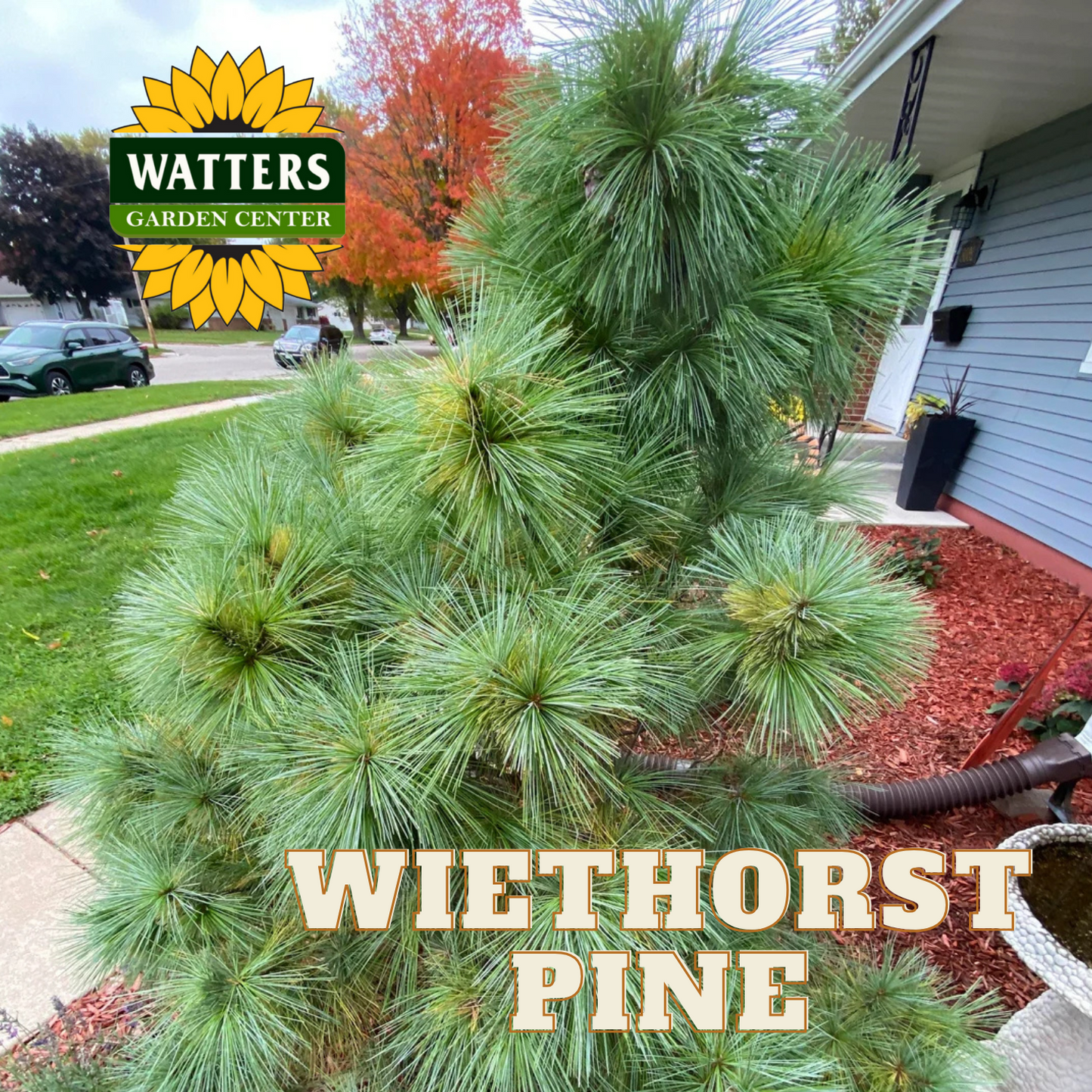 WIETHORST PINE TREE 3gal