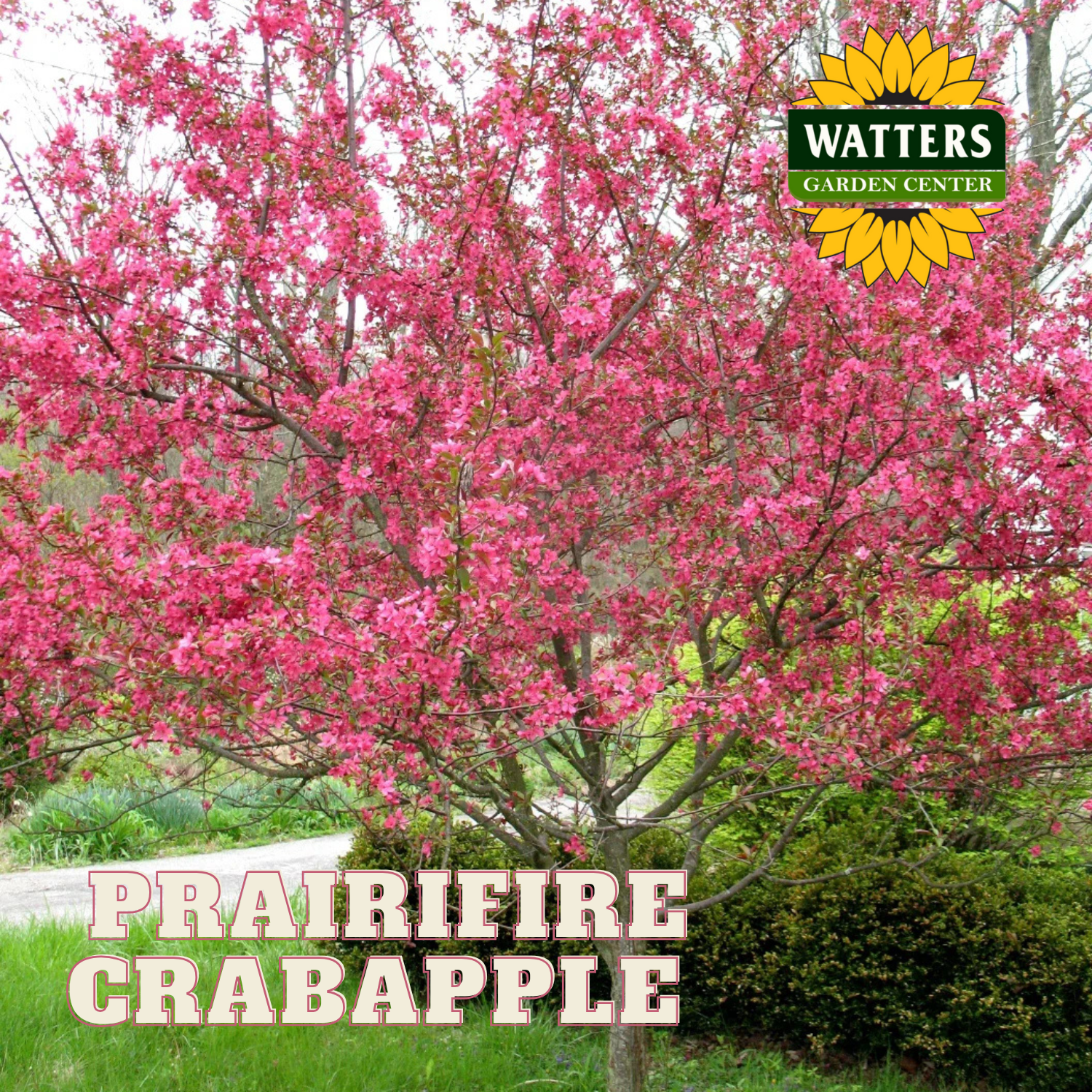 PRAIRIFIRE CRABAPPLE TREE 10gal – Watters Garden Center