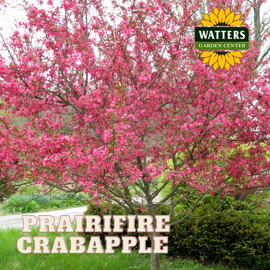 PRAIRIFIRE CRABAPPLE TREE 7gal
