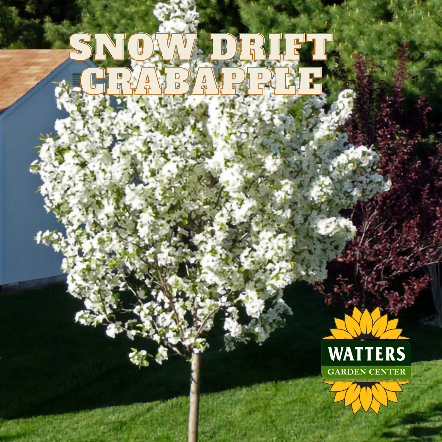 SNOW DRIFT CRABAPPLE TREE 15gal – Watters Garden Center