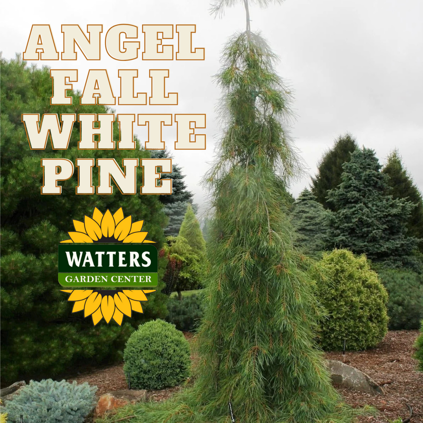 ANGEL FALLS WHITE PINE 15gal