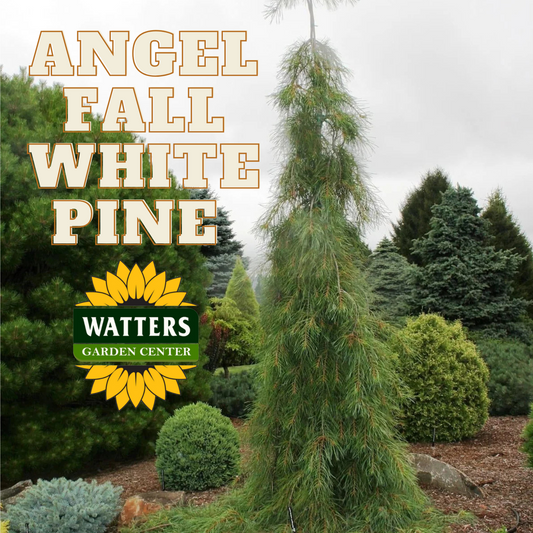ANGEL FALLS WHITE PINE 15gal