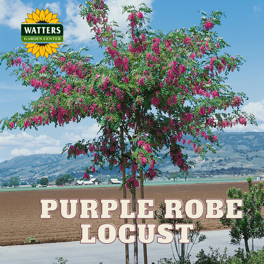 PURPLE ROBE LOCUST5 TREE 15gal