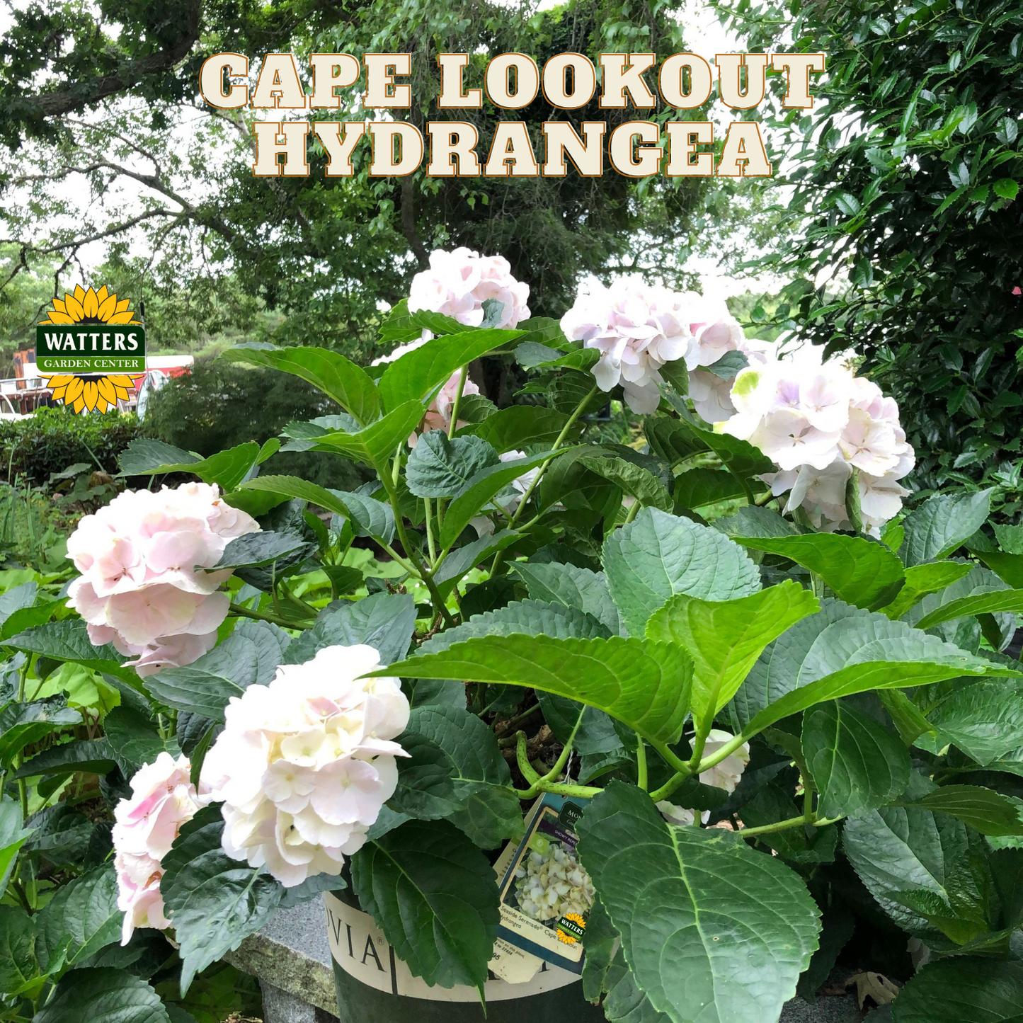 HYDRANGEA CAPE LOOKOUT 2 GAL.