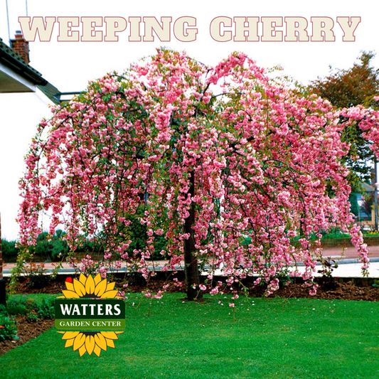 WEEPING FLOWERING CHERRY TREE 5gal