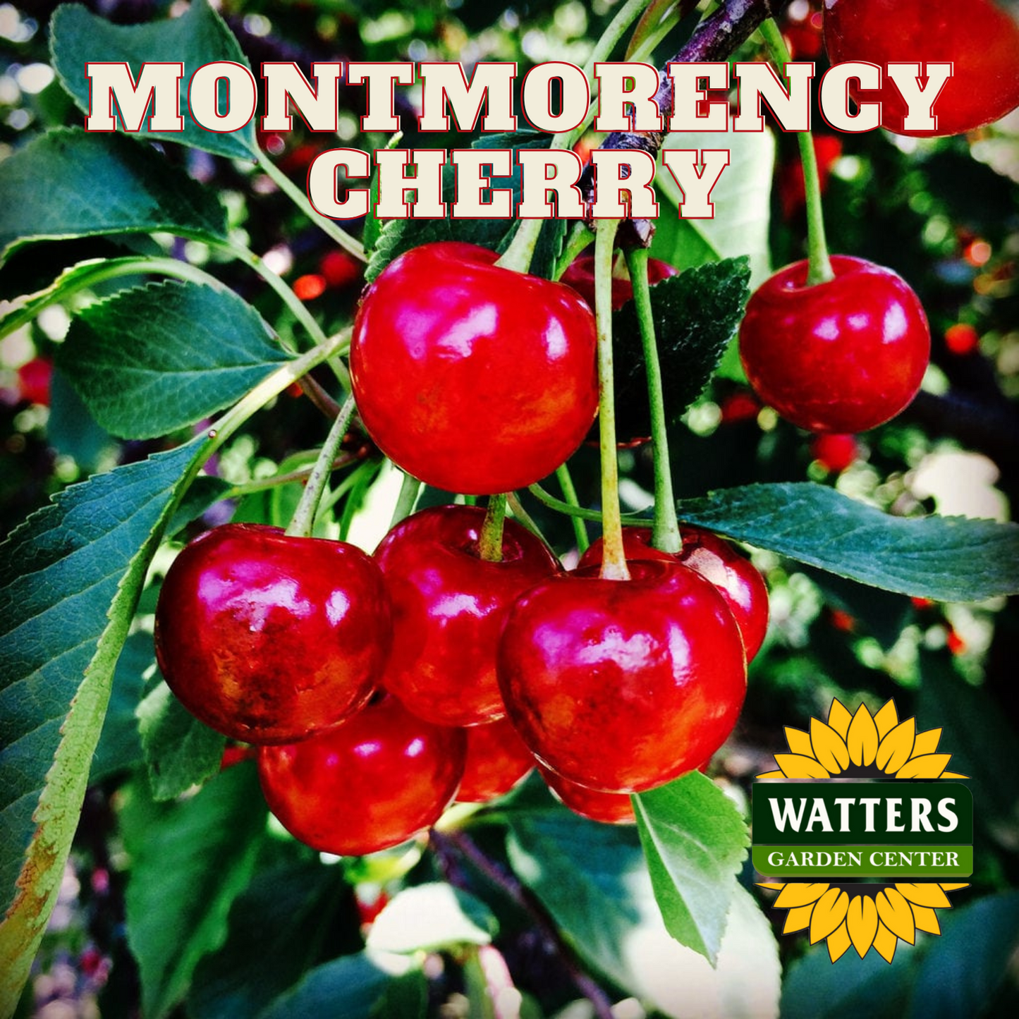MONTMORENCY CHERRY TREE 7gal