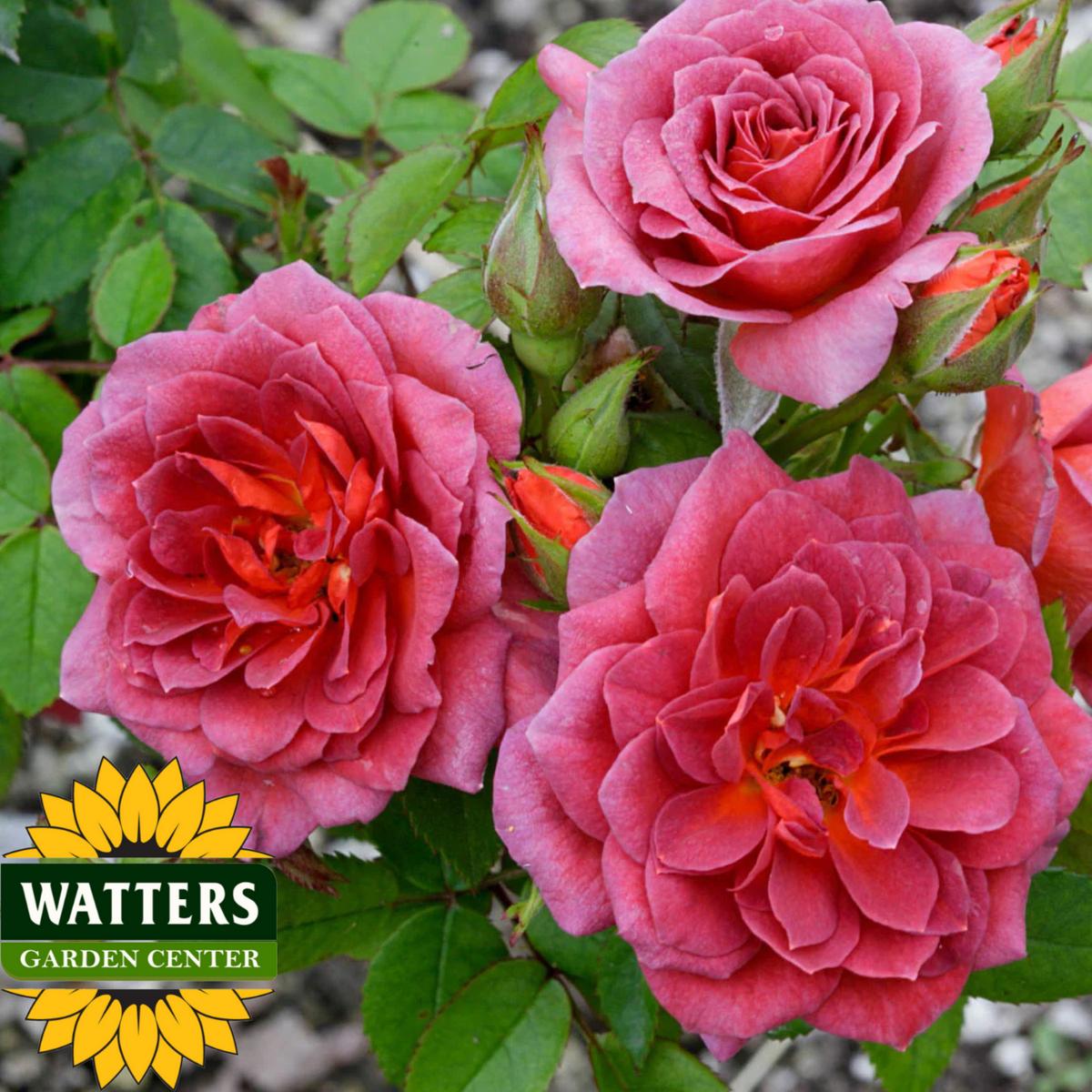 Pink roses with green leaves on a blurred background, featuring Watters Garden Center logo.