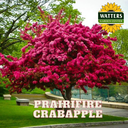 PRAIRIFIRE CRABAPPLE TREE 5gal