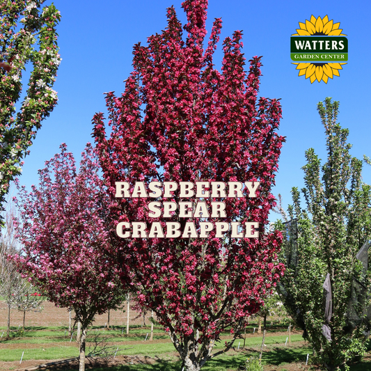 RASPBERRY SPEAR CRABAPPLE 20gal