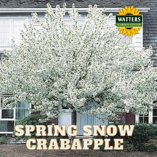 SPRING SNOW CRABAPPLE TREE 7gal
