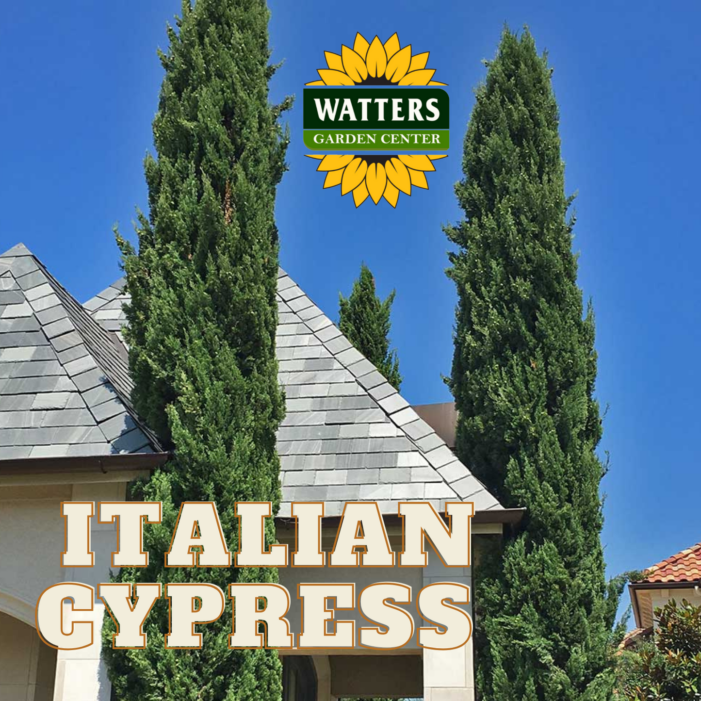 ITALIAN CYPRESS TREE 5gal