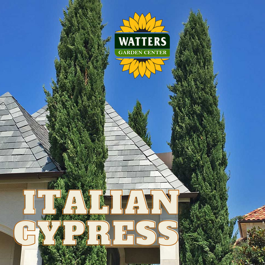 ITALIAN CYPRESS TREE 5gal