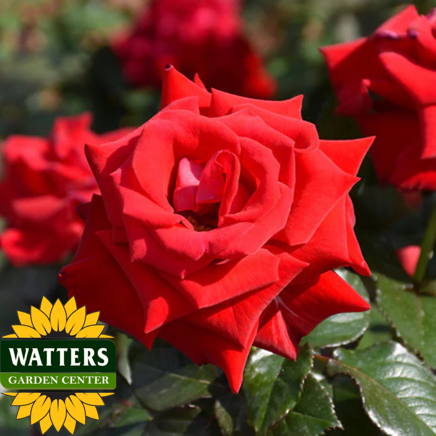 Close-up of a red rose with Watters Garden Center logo in the corner.