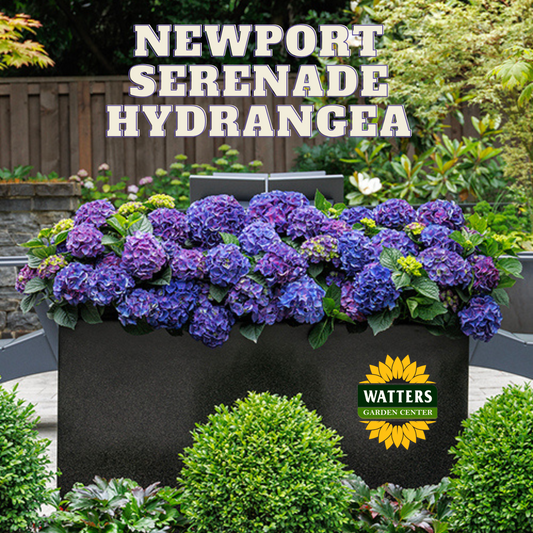 SEASIDE SERENADE NEWPORT HYDRANGEA 5gal