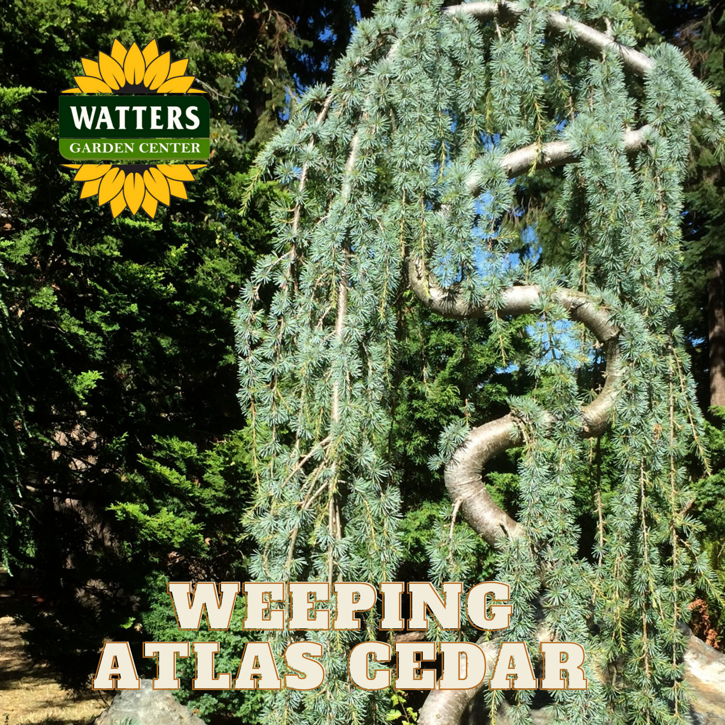 WEEPING ATLAS CEDAR TREE 7gal