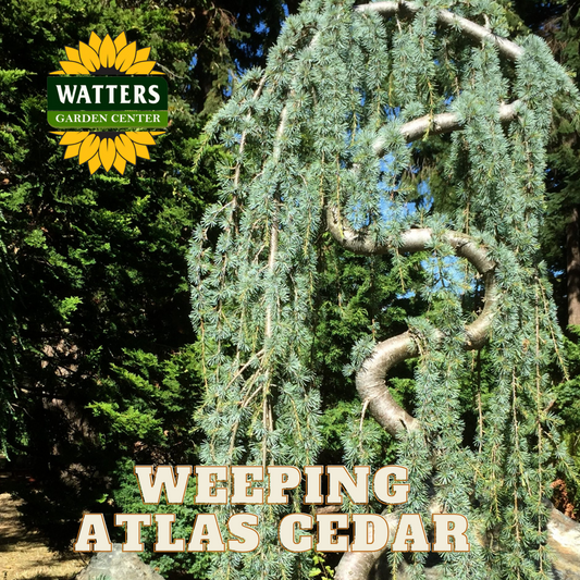 WEEPING ATLAS CEDAR TREE 5gal