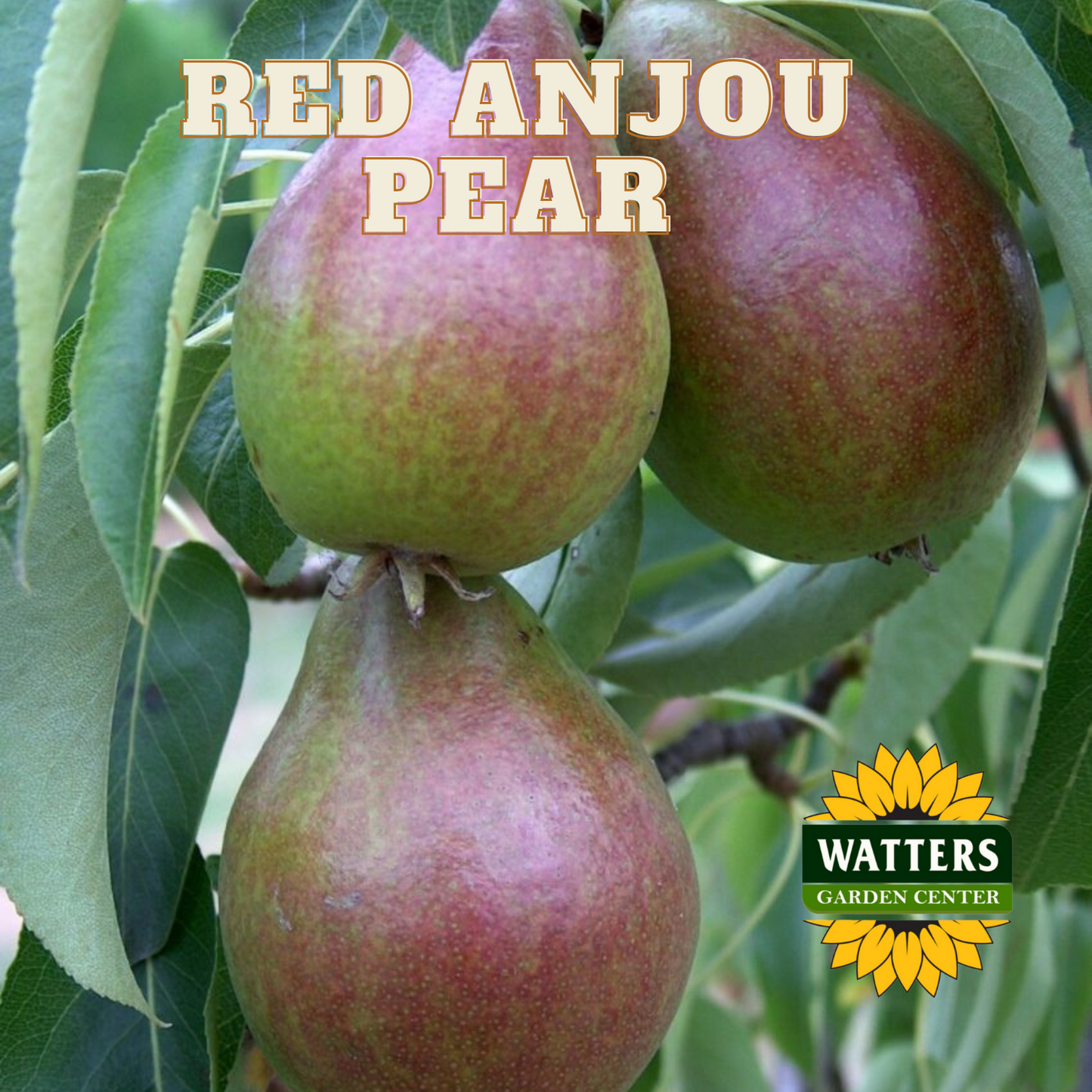 RED ANJOU PEAR TREE 7gal