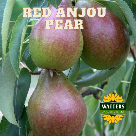 RED ANJOU PEAR TREE 7gal