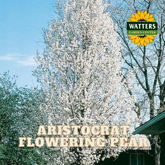 ARISTOCRAT FLOWERING PEAR TREE 10gal