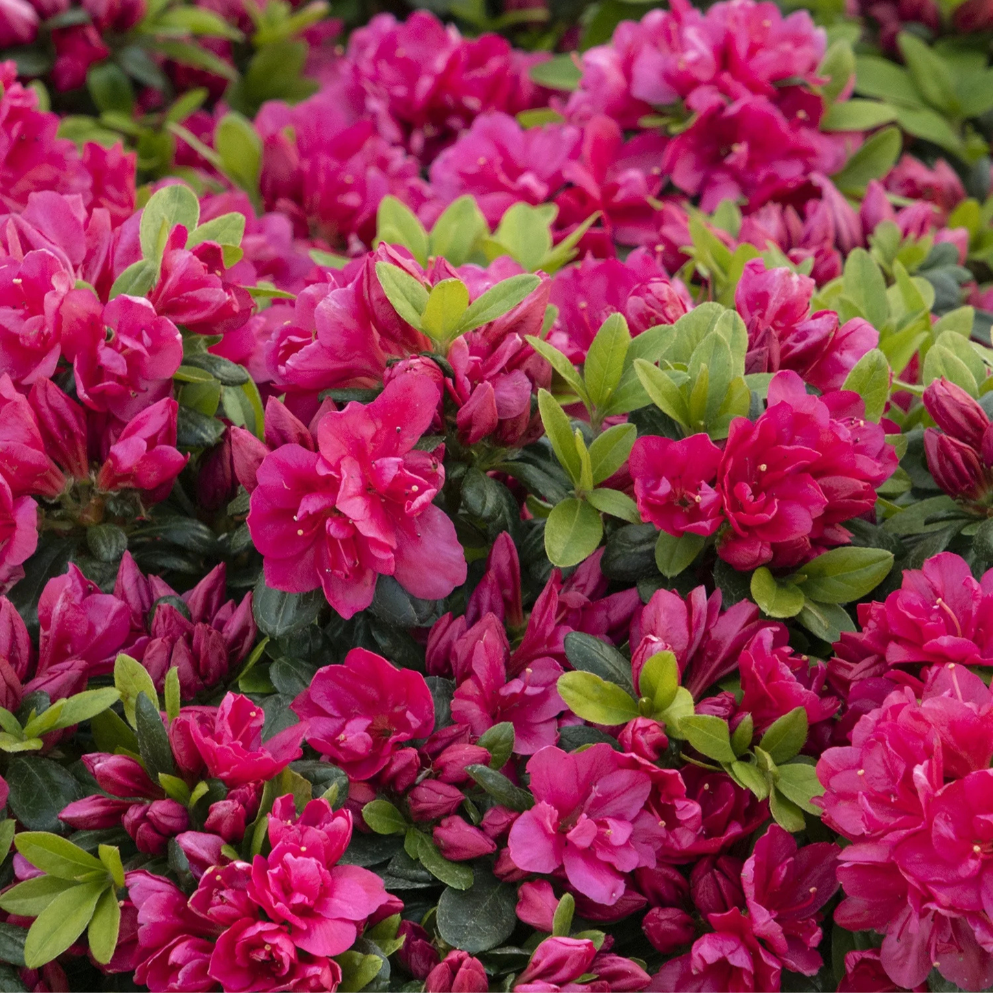 KIMONO CANZONETTA AZALEA 2gal