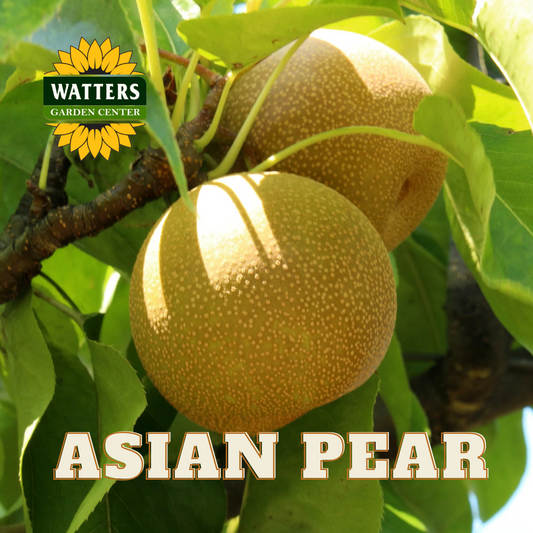 20TH CENTURY ASIAN PEAR 7gal